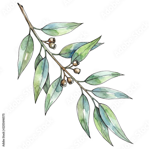 Eucalyptus branch watercolor illustration natural organic growth
