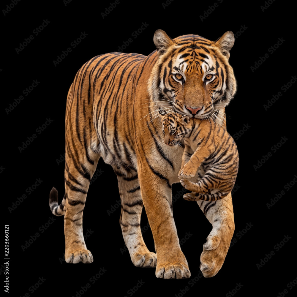 Fototapeta premium Tigress carrying her cub in mouth walking on transparent background