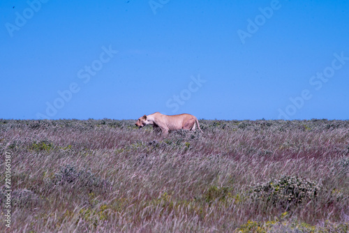 A lioness silently prowls through the arid grass of Etosha National Park in Namibia, intently stalking her prey across the dusty African savannah.