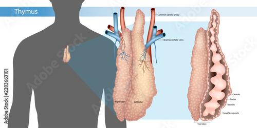 Human Thymus Gland Anatomy Location Structure and Internal Histology Medical Illustration. Thymus Anatomy Diagram Showing Lobes Cortex Medulla and Hassall’s Corpuscles