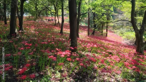 八千代市 村上緑地公園　木漏れ日の森に広がる彼岸花の群生