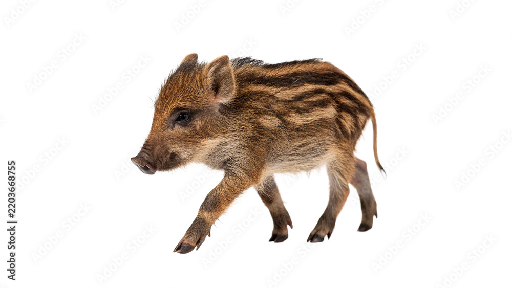 Obraz premium Small wild young wild boar piglet running wildlife isolated on transparent background
