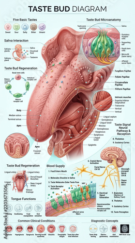 Detailed medical illustration showing human tongue anatomy and taste bud sensory receptors with educational explanatory labels for biology students