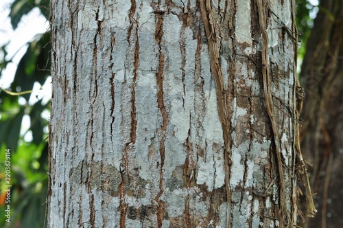 Close up texture of tree bark with climbing vines