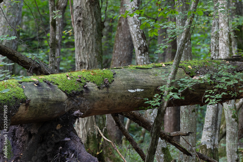 Bialowieza Forest decaying log with moss and fungus
