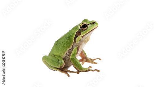 Small green tree frog amphibian animal on transparent background