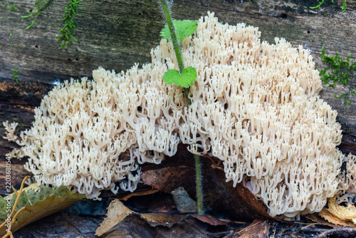 White coral fungus growing on forest ground