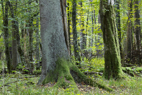 Bialowieza Forest old growth primeval woodland with moss covered trees
