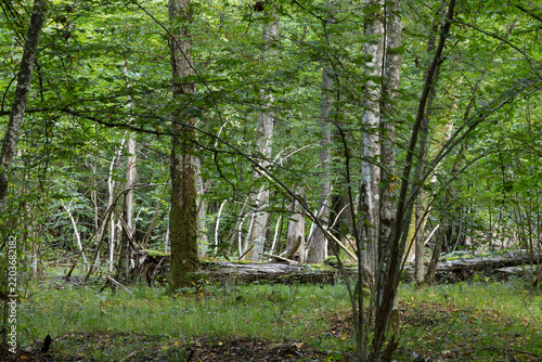 Bialowieza Forest primeval woodland wilderness ecosystem