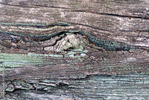 Close-up of natural green stain fungus on weathered timber and wood knot