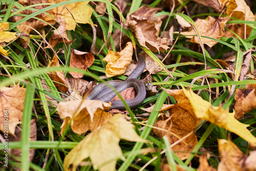 Fotografie Small Snake Coiled in Autumn Leaves