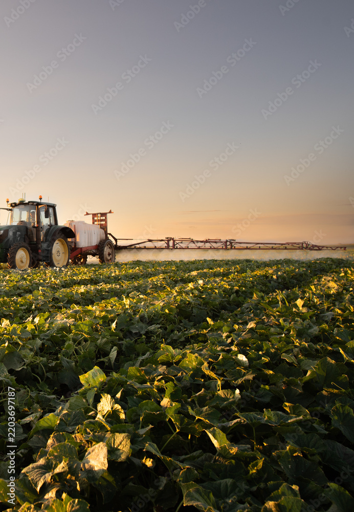 Obraz premium Agricultural Tractor Spraying Cucumber Field at Sunset