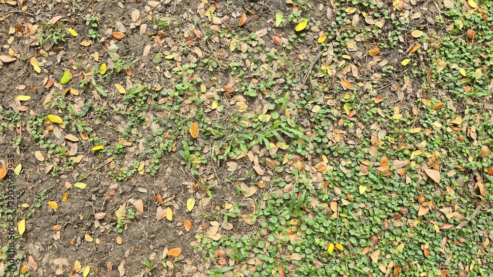 Naklejka premium Fallen autumn leaves on dirt ground with green cover. Abstract organic pattern of fallen leaves on dirt. Top view of colorful dry leaves scattered on soil ground and small green plants.
