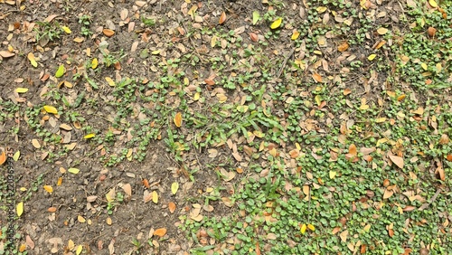 Fallen autumn leaves on dirt ground with green cover. Abstract organic pattern of fallen leaves on dirt. Top view of colorful dry leaves scattered on soil ground and small green plants.