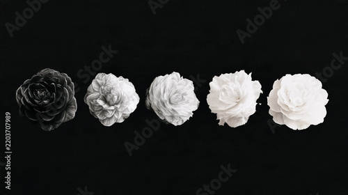 Rose fading illustration gradient black white concept disappearing flower sketch watercolor memory time sequence