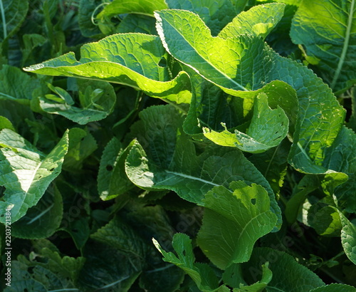 Fresh large green horseradish leaves growing in an organic garden under bright summer sunlight. Close up natural botanical background texture. Farming, agriculture and healthy eco raw food concept.
