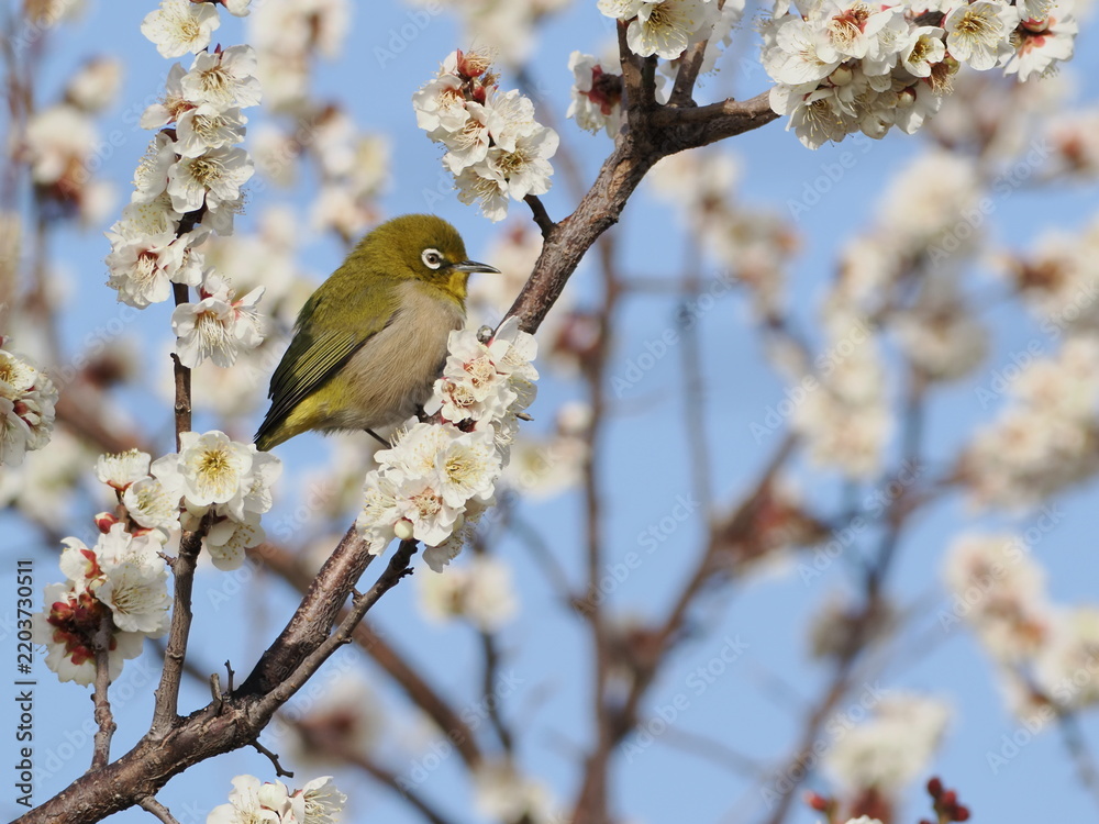 Fototapeta premium 梅の花の蜜を吸うメジロ