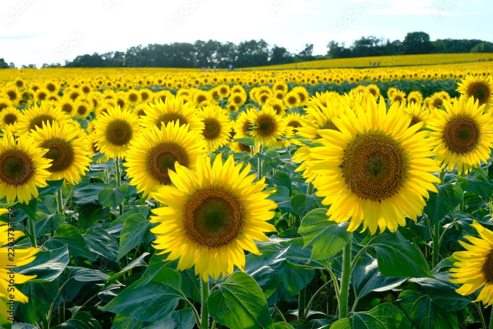 Obraz premium field of sunflowers in summer Hokuryu Town, Hokkaido