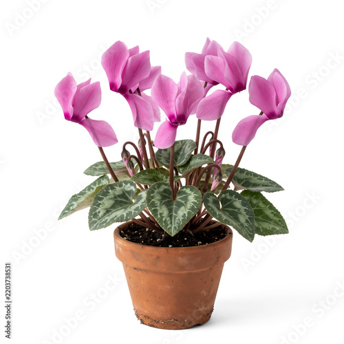 Sculptural cyclamen with swept-back petals and marbled foliage, ideal for winter floral and ornamental plant concepts.
