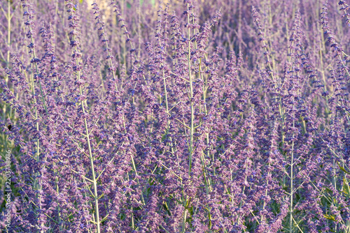Russian sage flowers closeup, Perovskia atriplicifolia ornamental violet blossoms