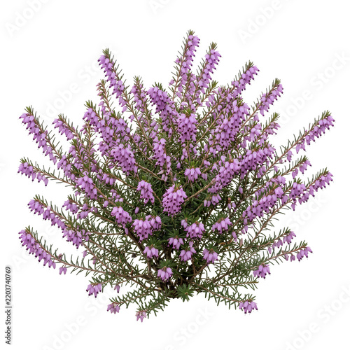 Winter heath covered in tiny purple bell flowers, showcasing dense evergreen structure and cold-season color.