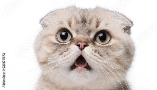 Close-up portrait of an adorable surprised Scottish Fold cat with huge round eyes and folded ears on white background