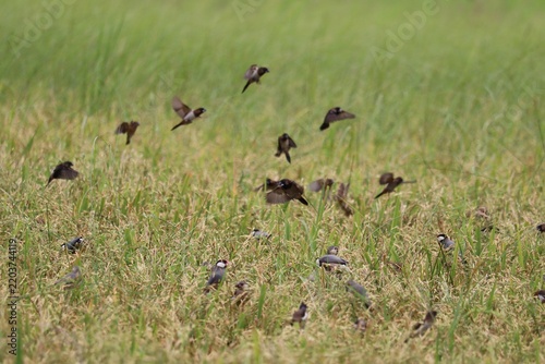 A Flock of Birds Takes Flight Over a Rice Field: A multitude of small birds takes to the air from a vibrant green rice field, creating a dynamic spectacle of nature's activity.