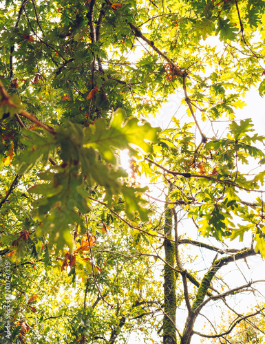 Sunlight Shining Through Lush Green Oak Tree Canopy in a Forest