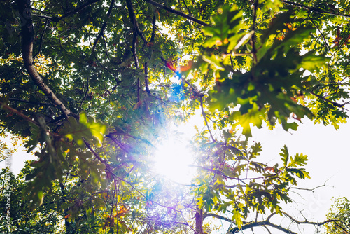 Sunlight Shining Through Lush Green Oak Tree Canopy in a Forest