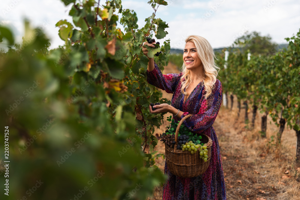 Obraz premium Smiling woman harvesting grapes in a vineyard during sunny day