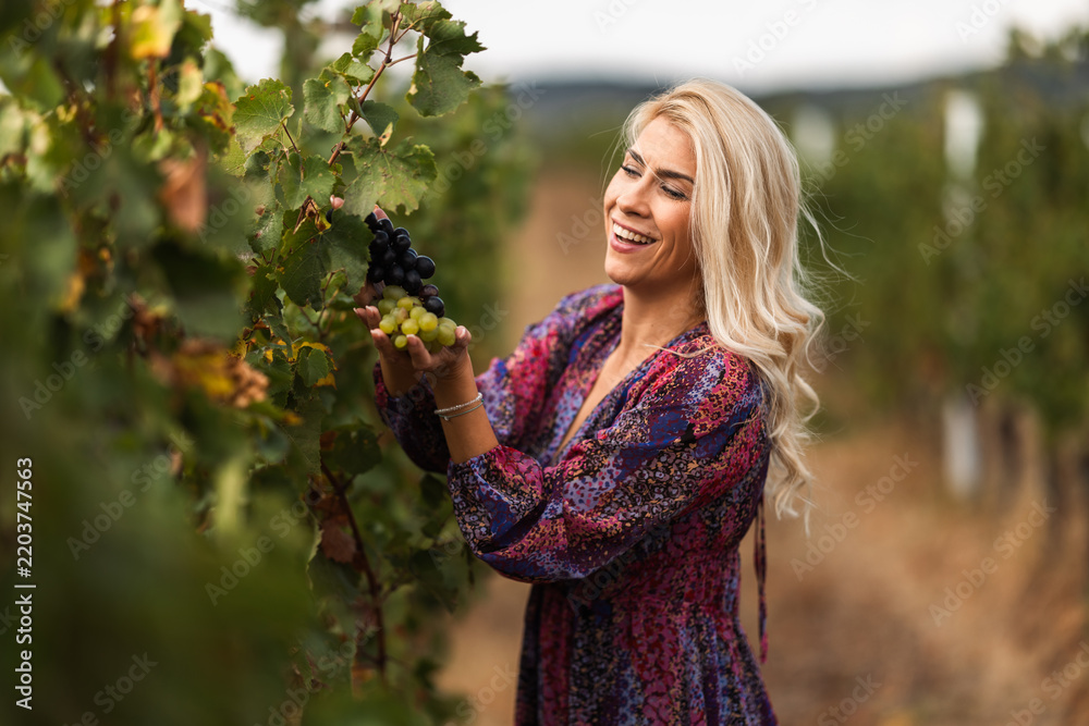 Obraz premium Woman smiling while picking grapes in a vineyard during golden hour