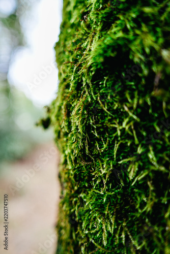Lush Green Moss Covering a Tree Trunk in a Misty Forest