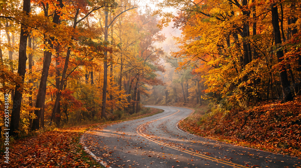 Fototapeta premium road in autumn forest