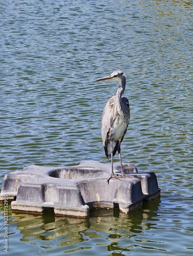 Фотография Grey heron standing on a floating platform in the water with wading bird, a bird