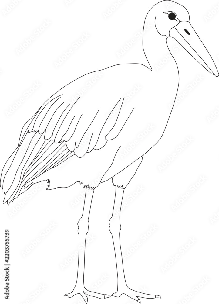 Fototapeta premium Black and white outline drawing of a standing stork or crane bird coloring page