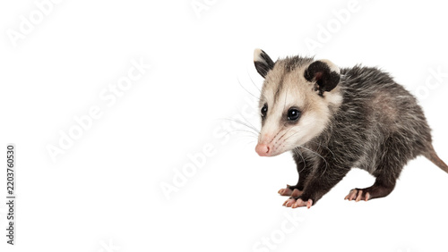 Obraz na plátně Small wild grey opossum animal walking isolated on transparent background