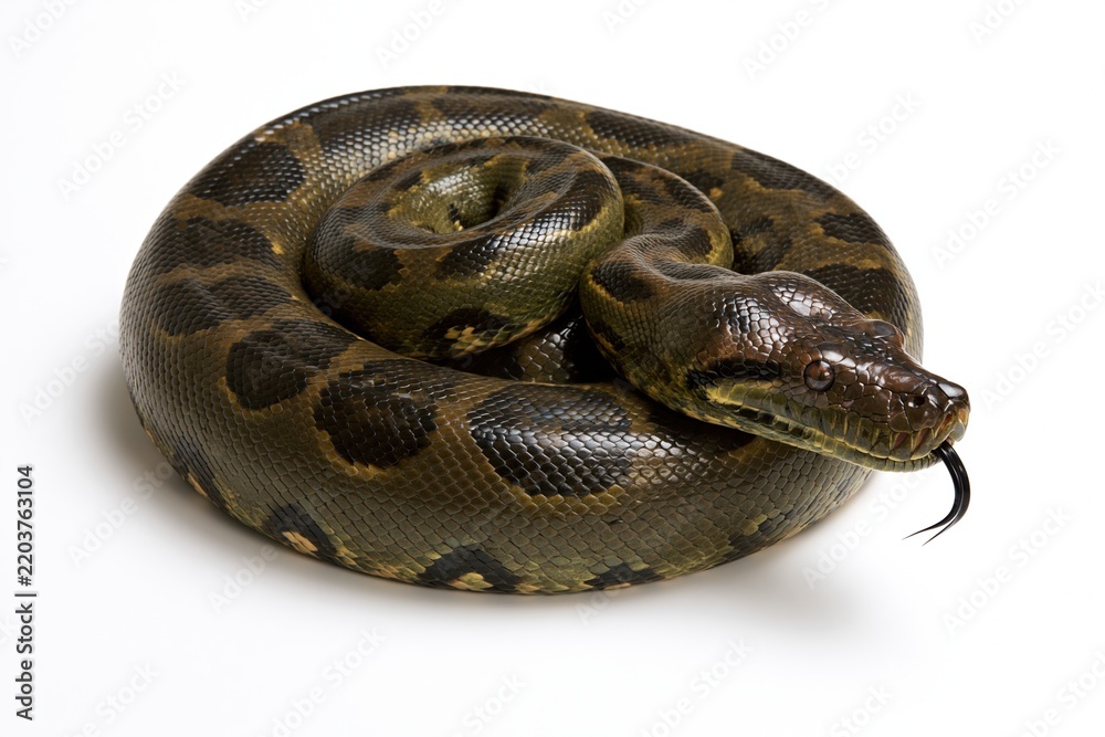Fototapeta premium Coiled green and brown python snake on white