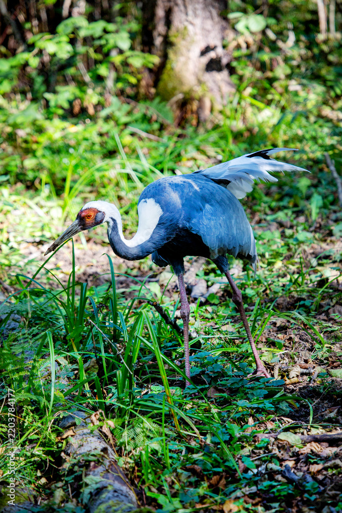 Obraz premium A Daurian crane grazes the grass in the forest on a bright sunny day. Animals, birds, ornithol-ogy, ecology.