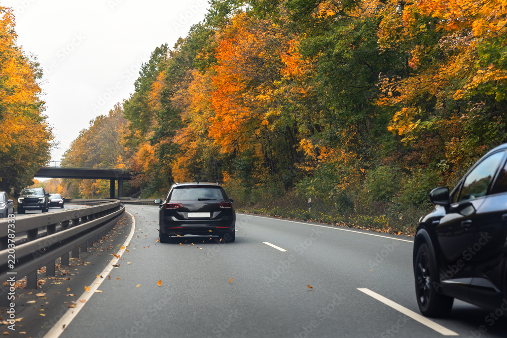 Obraz premium Back scenic view black family car driving highway road through bright autumnal golden red orange nature foliage forest trees. Scenery fall season driveway vehicle. Drive auto safety