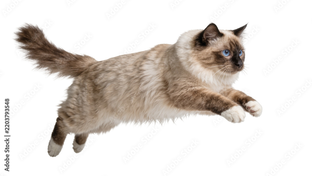 Obraz premium Fluffy Birman cat with blue eyes mid-jump, isolated on transparent background