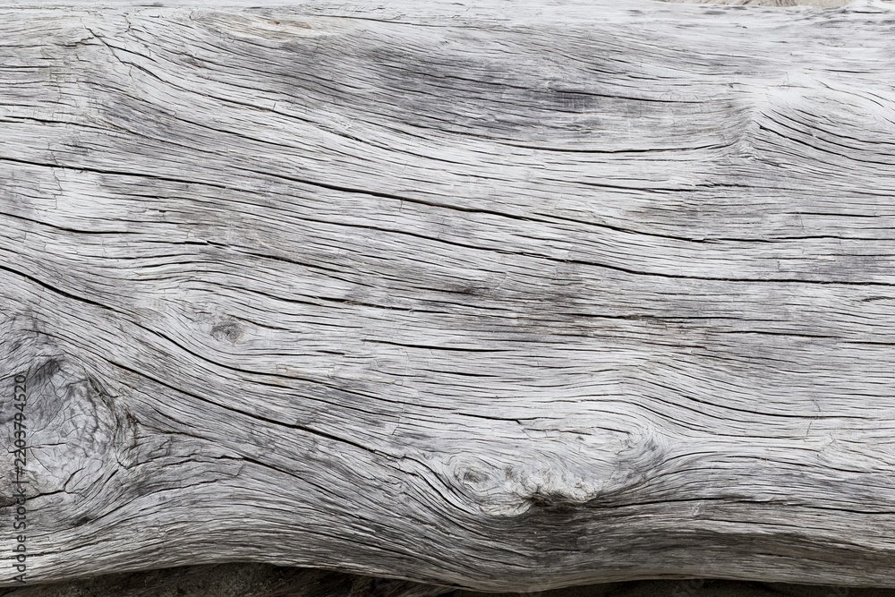 Obraz premium weathered grey driftwood log texture detail