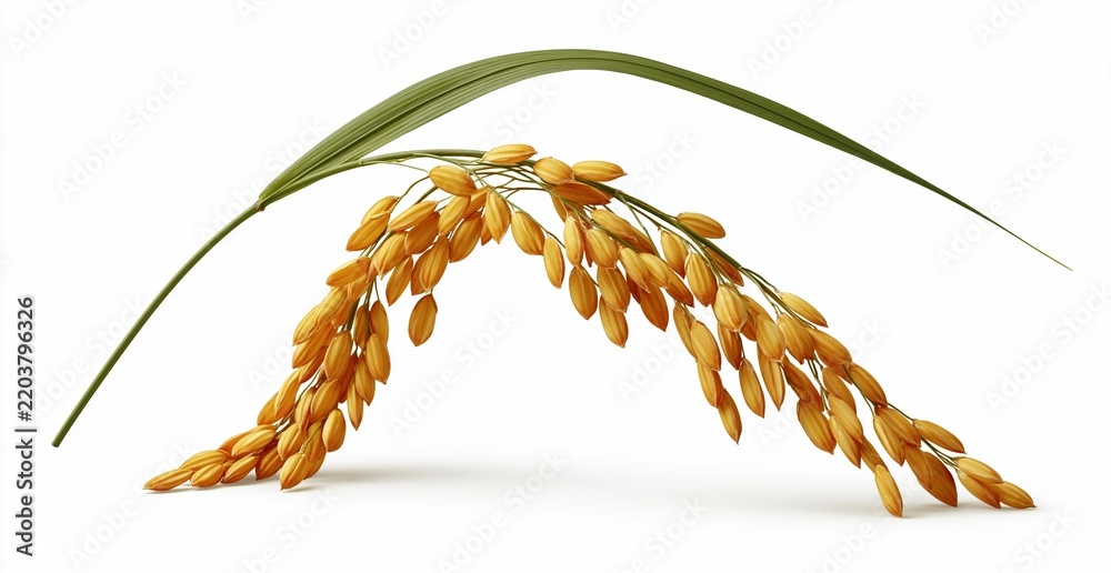 Obraz premium Golden rice stalk with green leaf on white