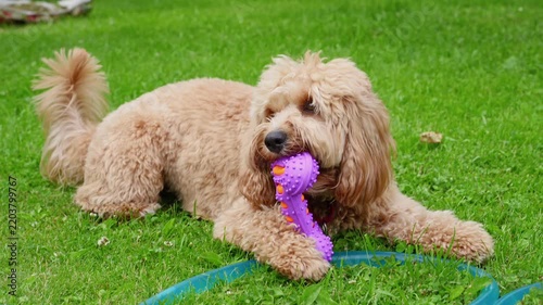 A cute curly brown doodle dog happily playing with a toy on green grass in summer.