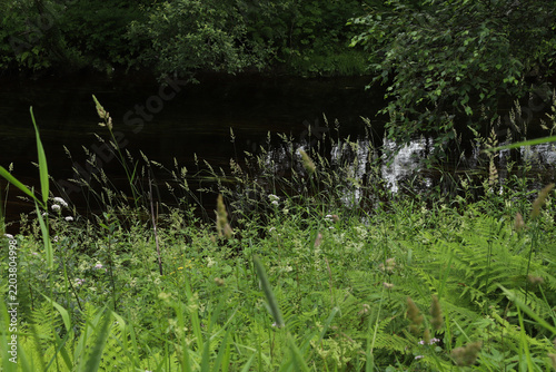 Lush green wild grass and ferns growing along a riverbank on Hareid island, Norway. Scenic view of a calm river reflecting green trees with wild shoreline vegetation in summer.