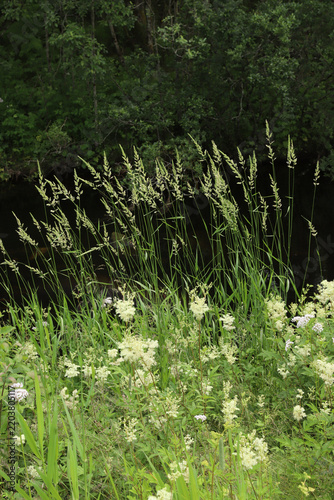 Tall wild grass and white meadowsweet flowers blooming on a riverbank in Hareid, Norway. Scenic summer landscape with lush green riverside vegetation and dark water creek in Scandinavia.