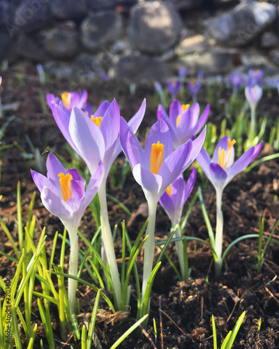 Purple crocus flowers blooming among spring grass, Tartu, Tartumaa, Estonia, March 2019