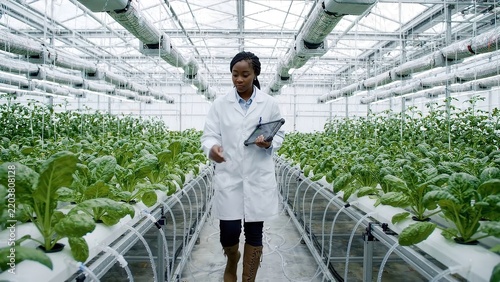 Agricultural scientist walks through indoor hydroponic greenhouse while examining tablet data among rows of leafy green crops in controlled farming facility