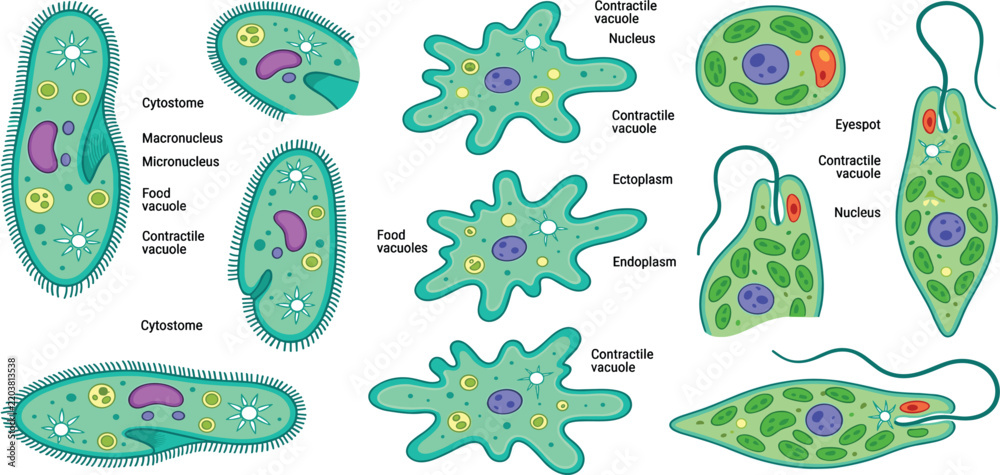 Obraz premium Unicellular Organisms Paramecium Amoeba Euglina Microorganism Structure Biology Vector Illustration Flat Design
