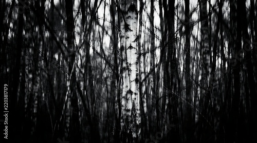 Abstract grayscale image of a birch tree trunk in a dense forest setting