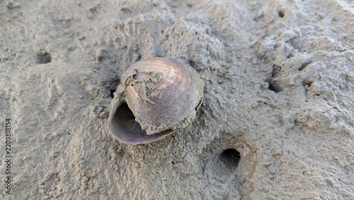 Empty snail shell lying on holey sandy mud beach with crab holes